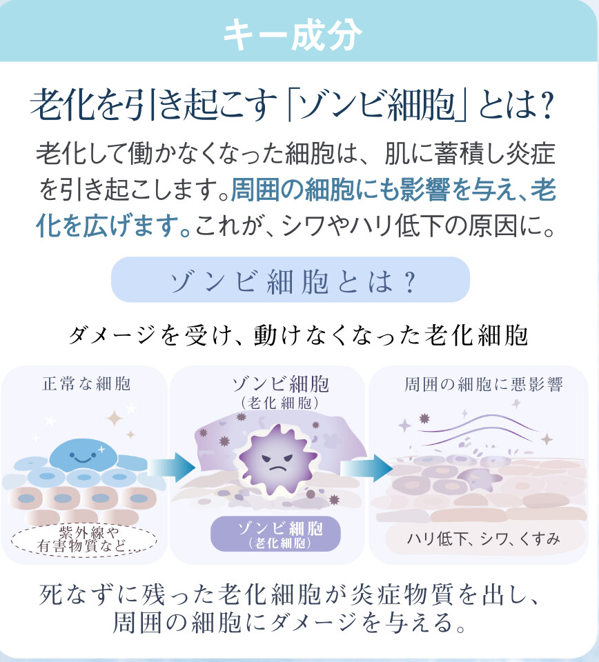 老化した細胞が肌に与える影響の解説図